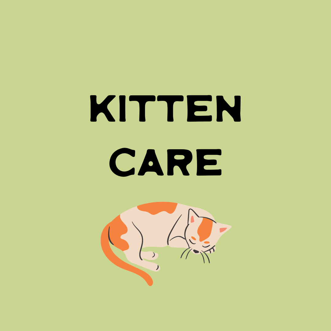 kitten care