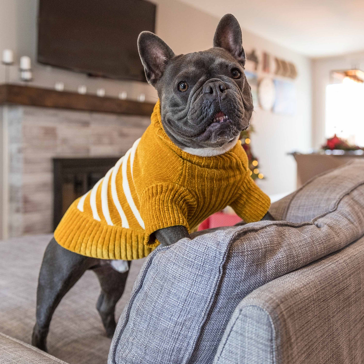 Dog Sweater, Chenille Classy Striped Sweater, Mustard: Mustard / 14"